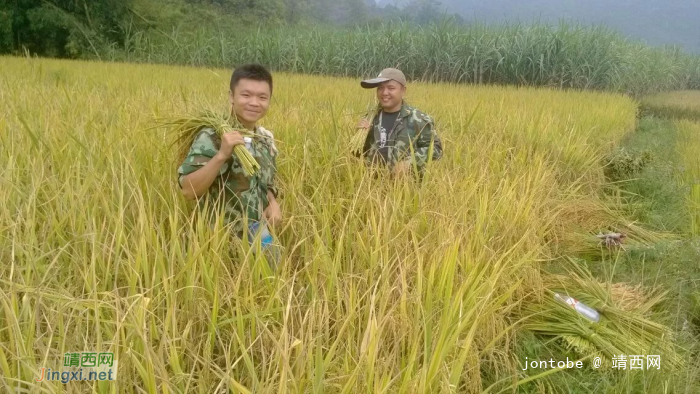 杨先生家的稻谷成熟了-平江村秋收美景 - 靖西网