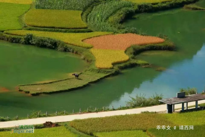 靖西平江秋收风景，美得让人窒息！ - 靖西网