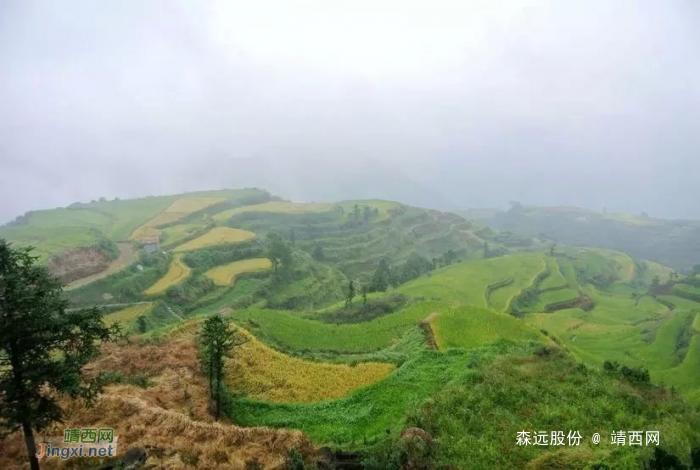 游梯田，看稻谷，景美心更美！ - 靖西网