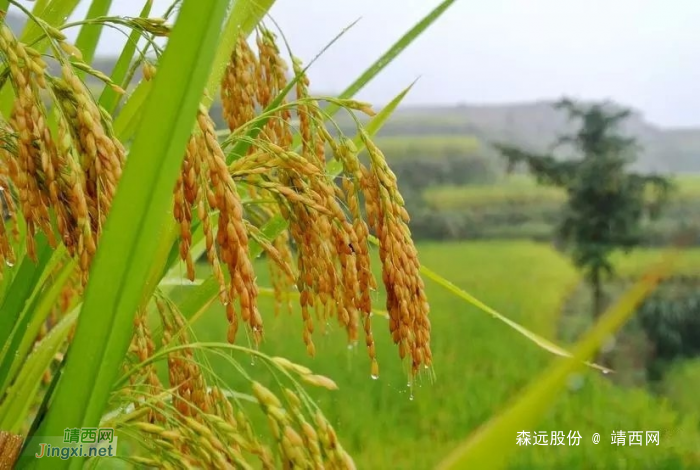 游梯田，看稻谷，景美心更美！ - 靖西网