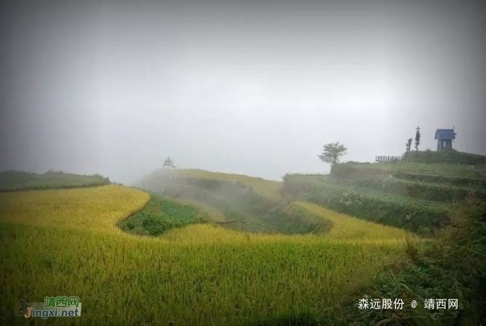 游梯田，看稻谷，景美心更美！ - 靖西网