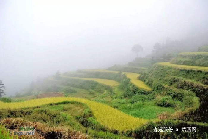 游梯田，看稻谷，景美心更美！ - 靖西网