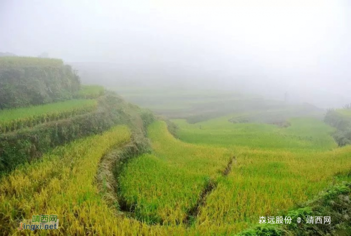 游梯田，看稻谷，景美心更美！ - 靖西网