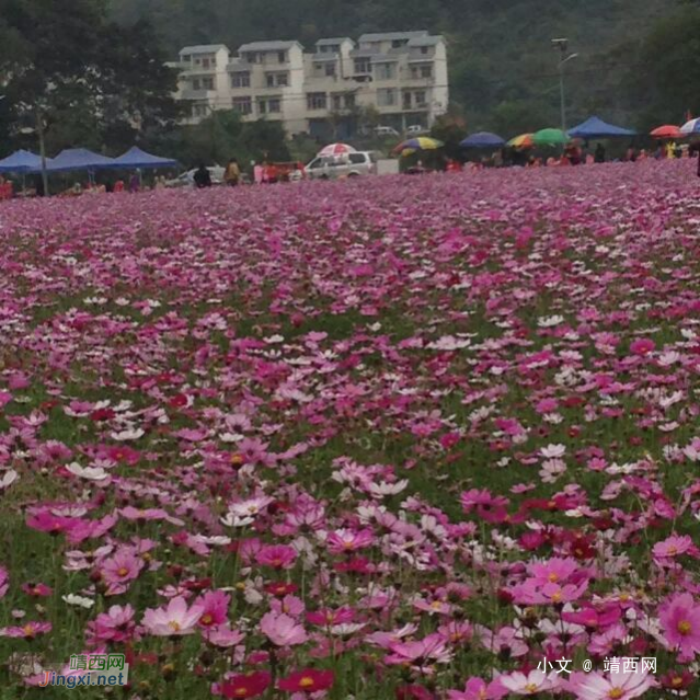 德保格桑花开了，美呆了！ - 靖西网