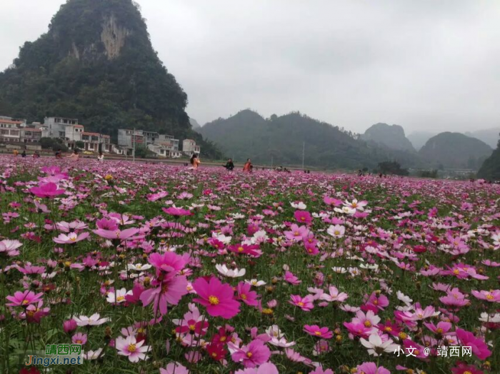 德保格桑花开了，美呆了！ - 靖西网