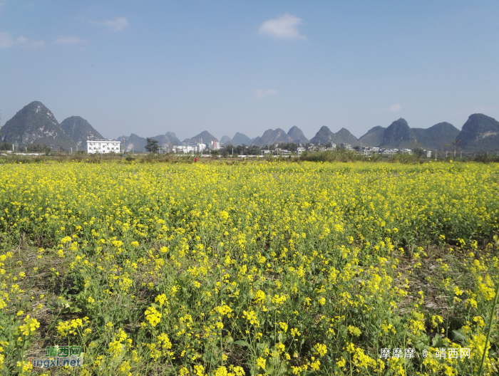 春节近，菜花香，即将客运的靖西市火车站远景。 - 靖西网