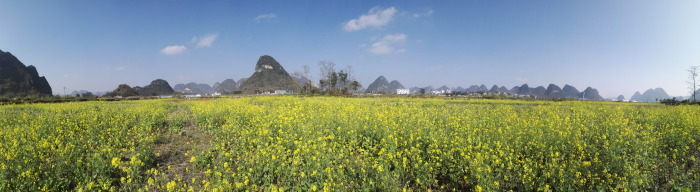 春节近，菜花香，即将客运的靖西市火车站远景。 - 靖西网