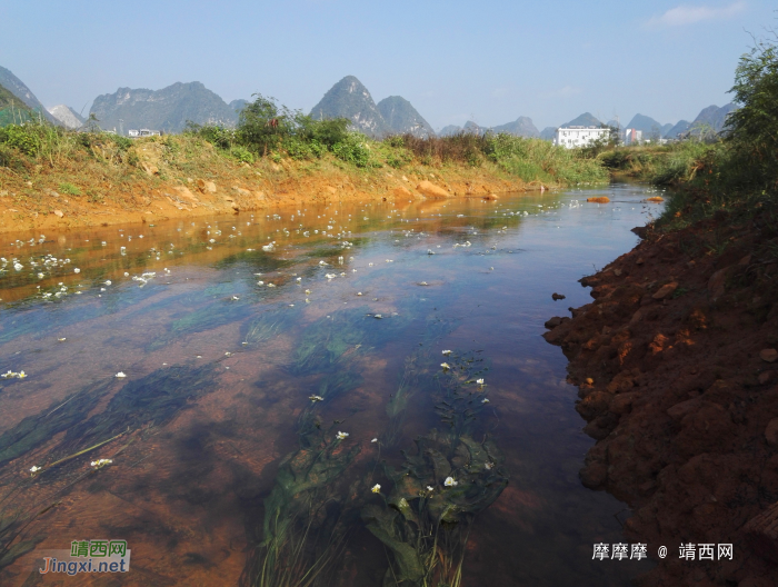 越看越喜欢，怎么那么美？再拍海菜花。 - 靖西网