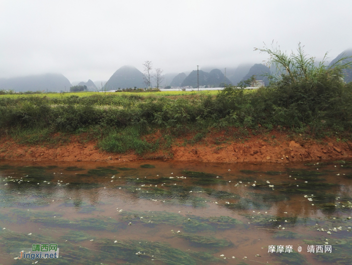 靖西庞凌河国家重点保护稀珍濒危水生药用植物海菜花绽放。 - 靖西网