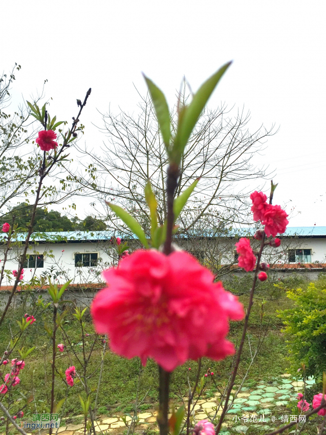 早春二月风雨天，桃花树下感流年。残红纵有千万枝，不如初开一朵. - 靖西网