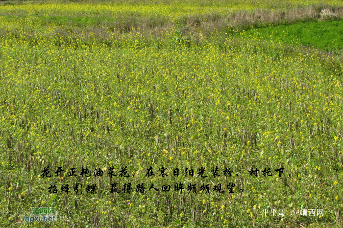 寒冬过后的第一缕阳光 - 靖西网