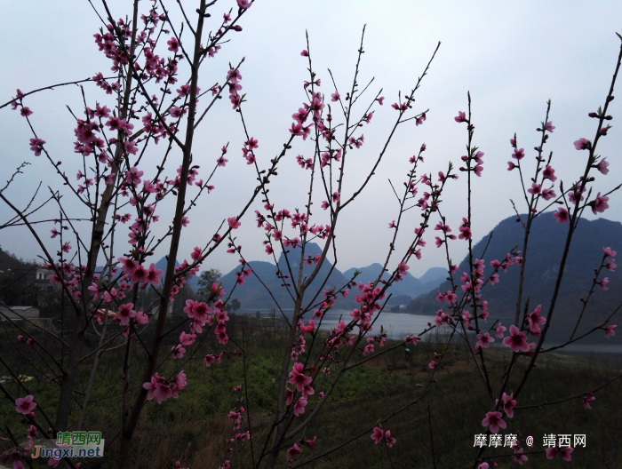 天灰灰山蒙蒙，初春桃花版靖西市朋怀湖风光。 - 靖西网