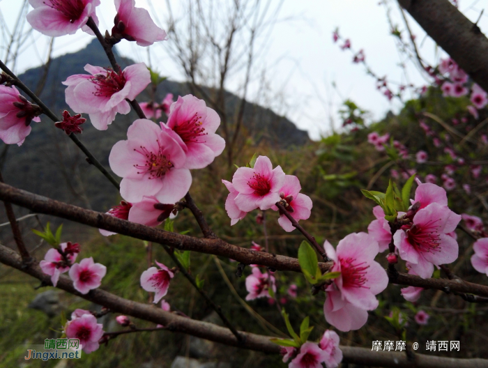 天灰灰山蒙蒙，初春桃花版靖西市朋怀湖风光。 - 靖西网