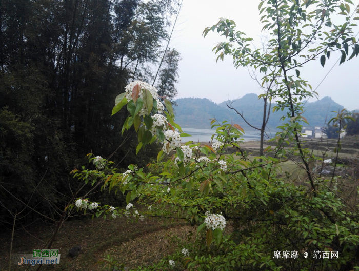 天灰灰山蒙蒙，初春桃花版靖西市朋怀湖风光。 - 靖西网