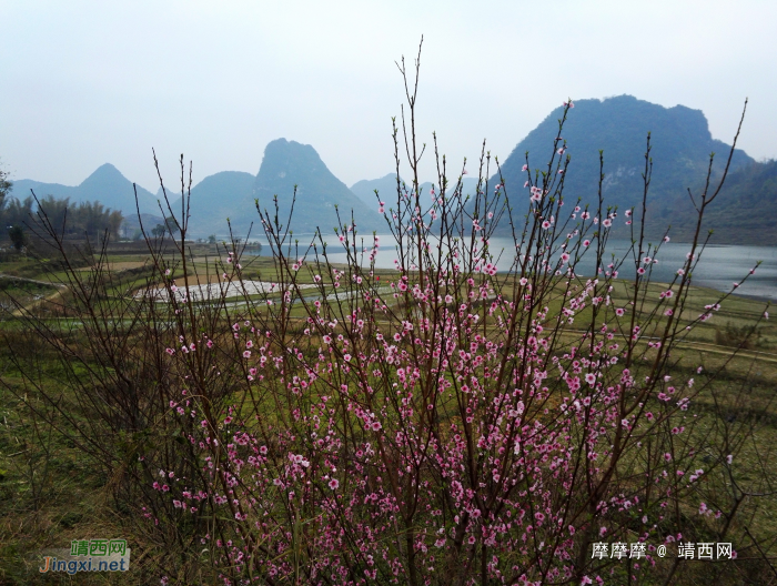 天灰灰山蒙蒙，初春桃花版靖西市朋怀湖风光。 - 靖西网