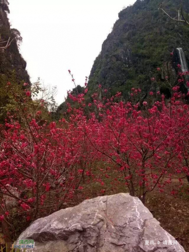 春来和风兼细雨，山中桃花舒芳容。枝枝和娇红烂漫，树树丹霞灼春. - 靖西网