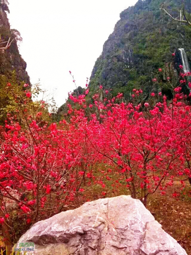 和风习习催莺飞，细雨纷纷迎春回。山前树下园草绿，桃花谷中又芳. - 靖西网