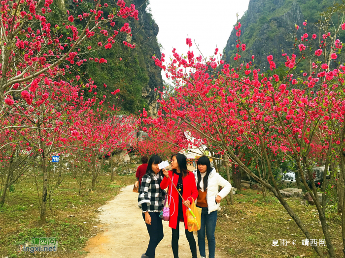 和风习习催莺飞，细雨纷纷迎春回。山前树下园草绿，桃花谷中又芳. - 靖西网