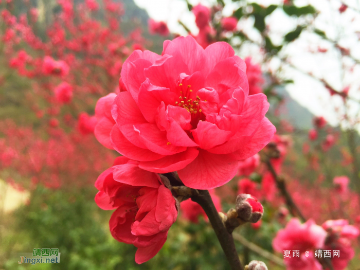 和风习习催莺飞，细雨纷纷迎春回。山前树下园草绿，桃花谷中又芳. - 靖西网