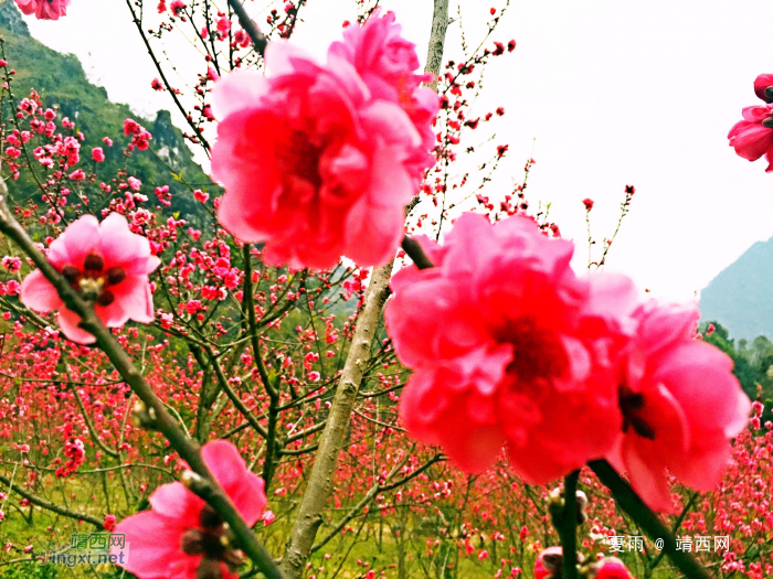 和风习习催莺飞，细雨纷纷迎春回。山前树下园草绿，桃花谷中又芳. - 靖西网