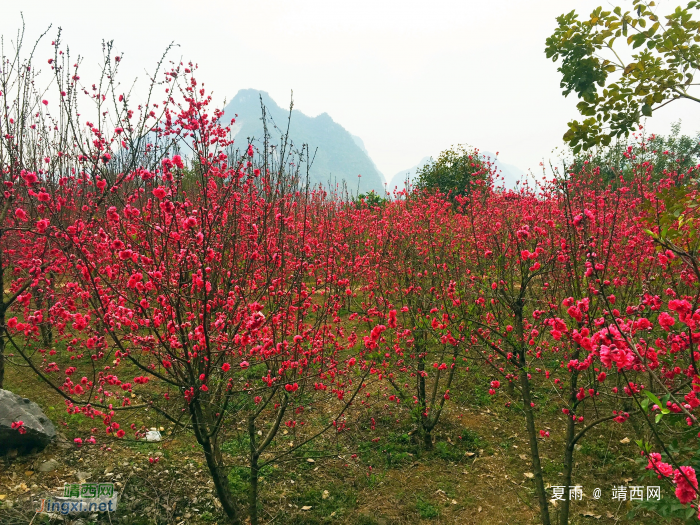 和风习习催莺飞，细雨纷纷迎春回。山前树下园草绿，桃花谷中又芳. - 靖西网