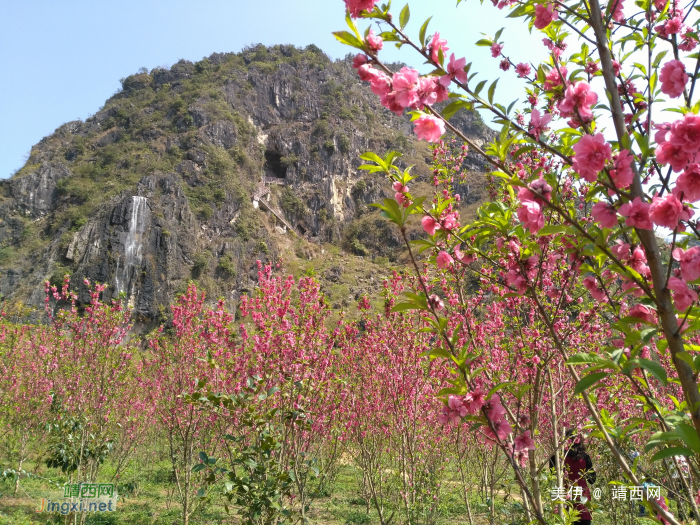 三八节靖西桃花谷碰碰桃花运收获满满的