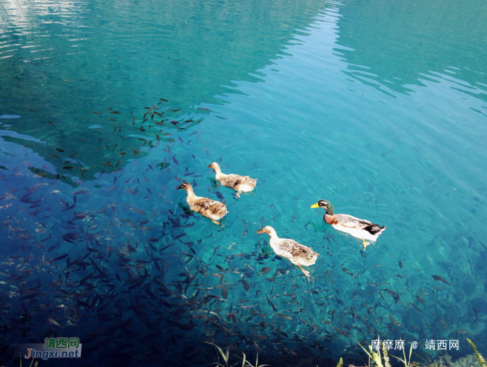 四只麻鸭和一群小鱼，靖西鹅泉清晨随拍。 - 靖西网