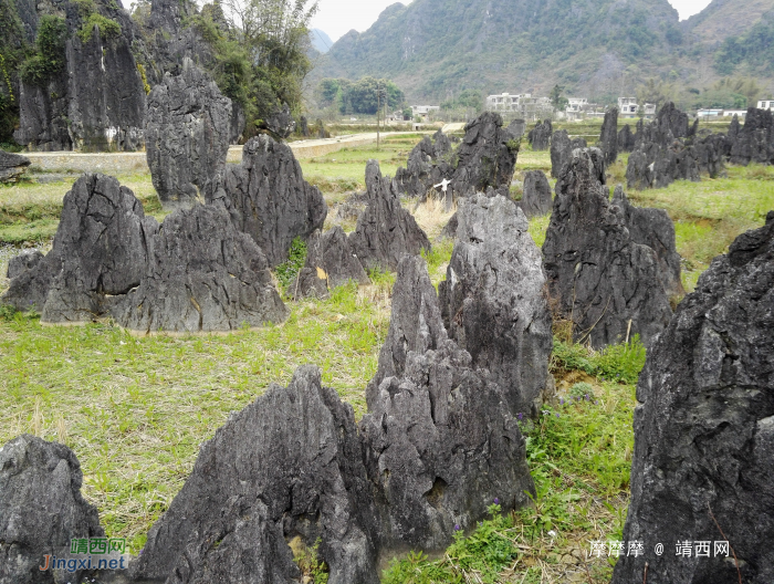 靖西市怀光石林。 - 靖西网