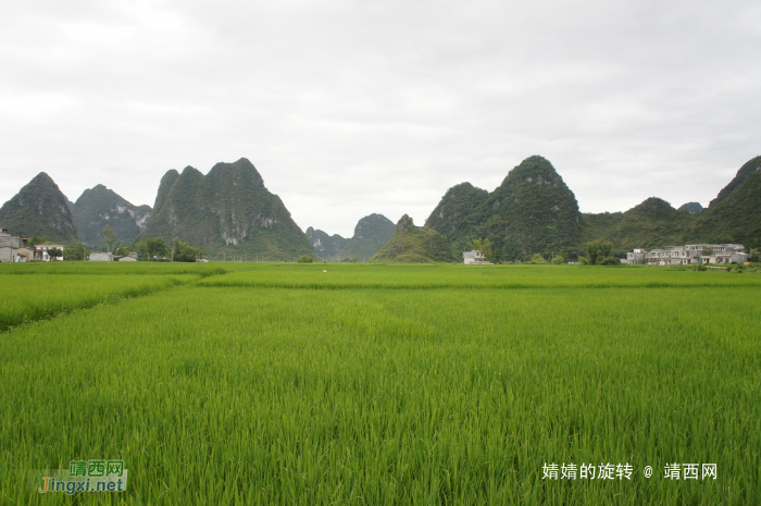 化峒镇三友村田园美景 - 靖西网