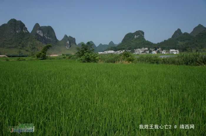 化峒镇三友村田园美景 - 靖西网