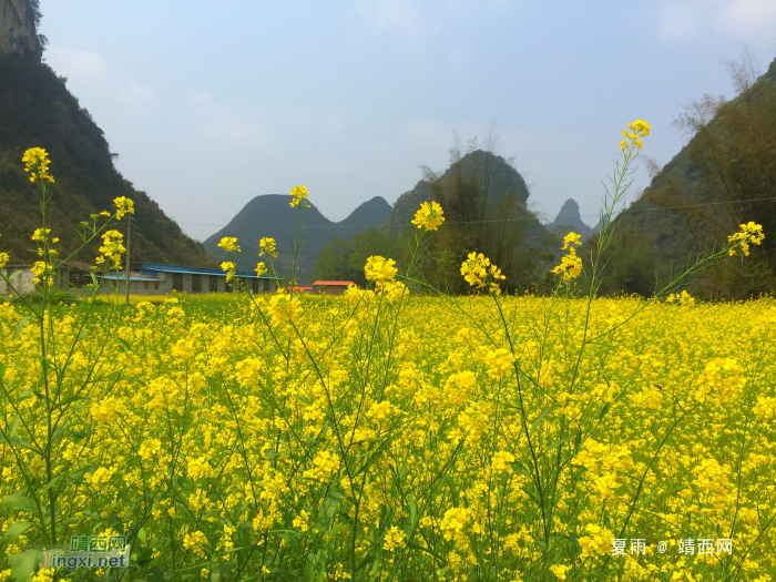 几处桃红柳叶青，数点春山满翠微。三月景，宜醉不宜醒 - 靖西网