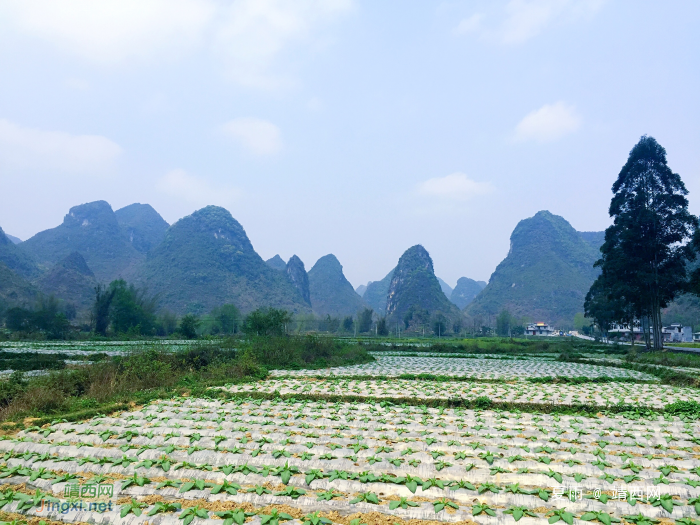 几处桃红柳叶青，数点春山满翠微。三月景，宜醉不宜醒 - 靖西网