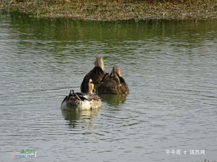 龙潭湖水清又甜，碑亭倩影逐波流，以水为居、鱼虾为食鸭儿在幸福. - 靖西网