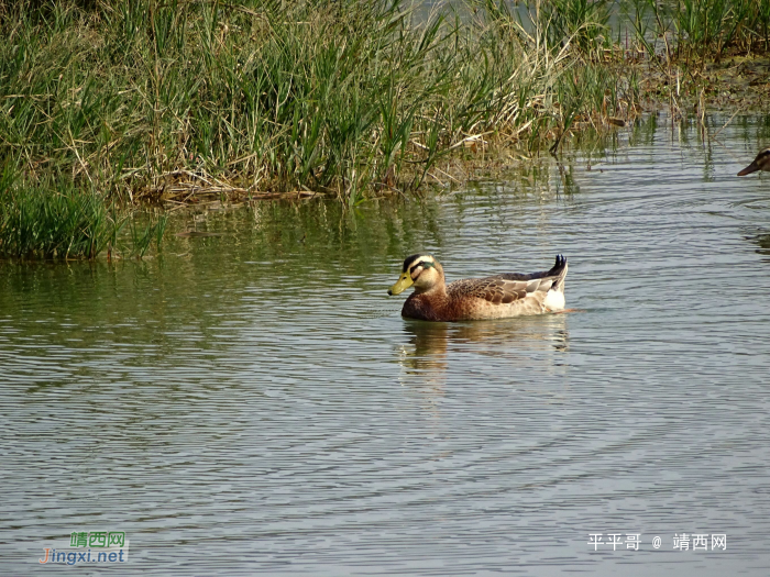 龙潭湖水清又甜，碑亭倩影逐波流，以水为居、鱼虾为食鸭儿在幸福. - 靖西网