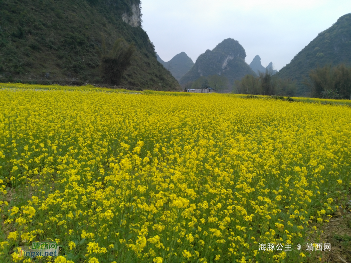 靖西化峒路边的油菜花，迷住了网友们的脚步！ - 靖西网