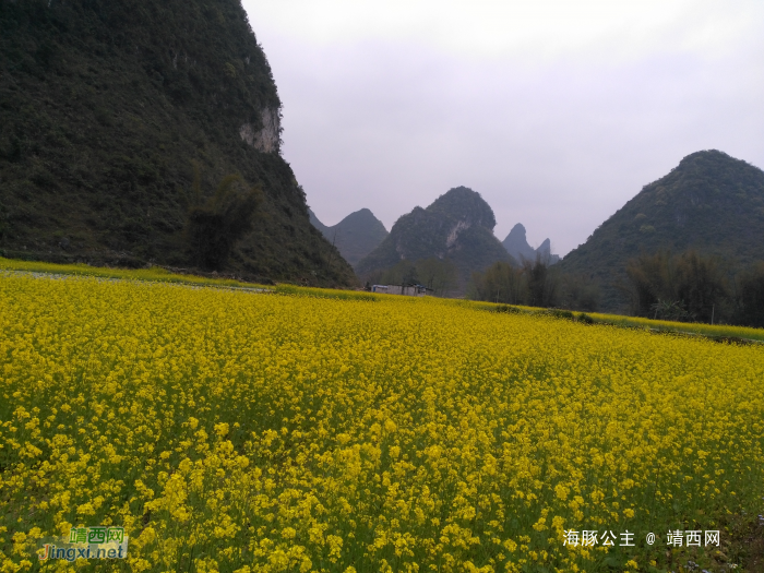 靖西化峒路边的油菜花，迷住了网友们的脚步！ - 靖西网