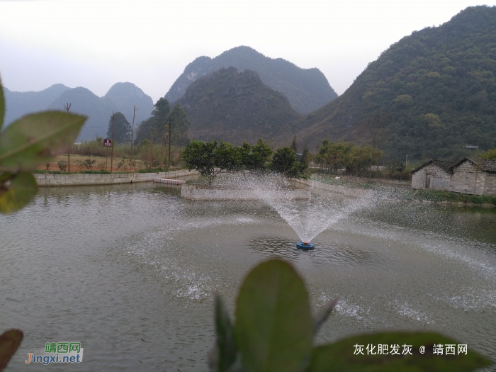 带你一起去看靖西的格桑花，美翻了！ - 靖西网