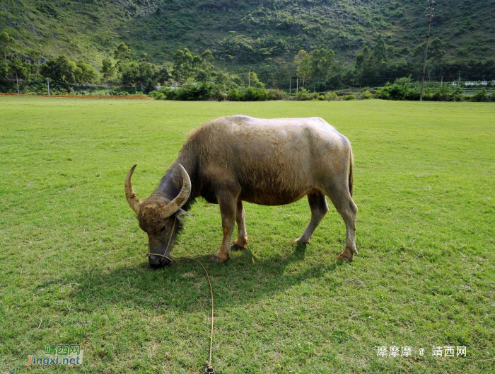 好牛，靖西市渠洋湖。 - 靖西网