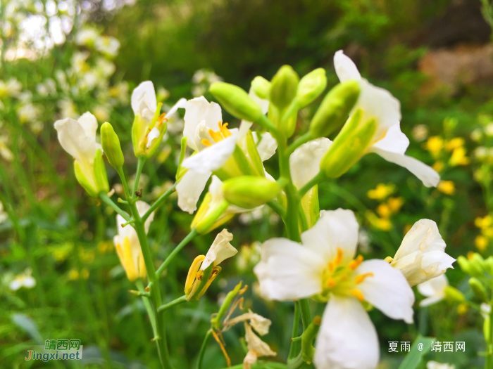 路边野花好娇美，想釆又念家中梅。 - 靖西网