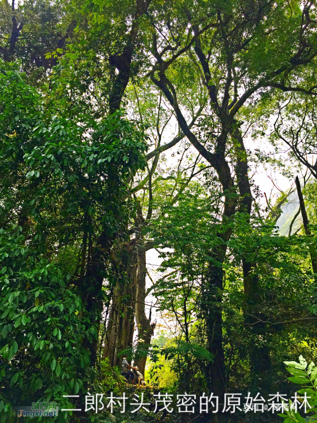 一个自然原始生态保护完好的小山村 - 靖西网