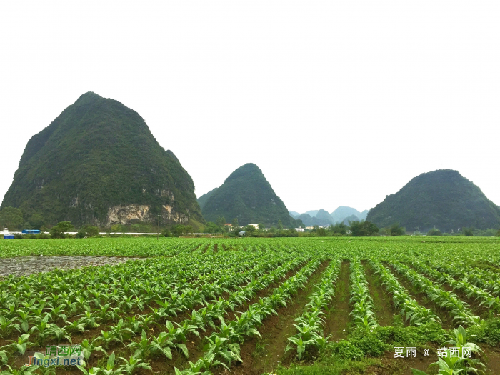 美丽靖西：靖西田园美如画，风物随春天潇洒。山青水碧连天外 - 靖西网