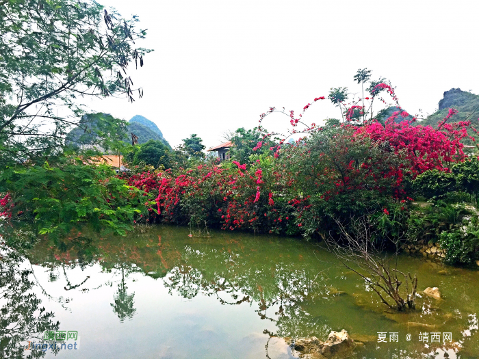 美丽靖西：靖西田园美如画，风物随春天潇洒。山青水碧连天外 - 靖西网