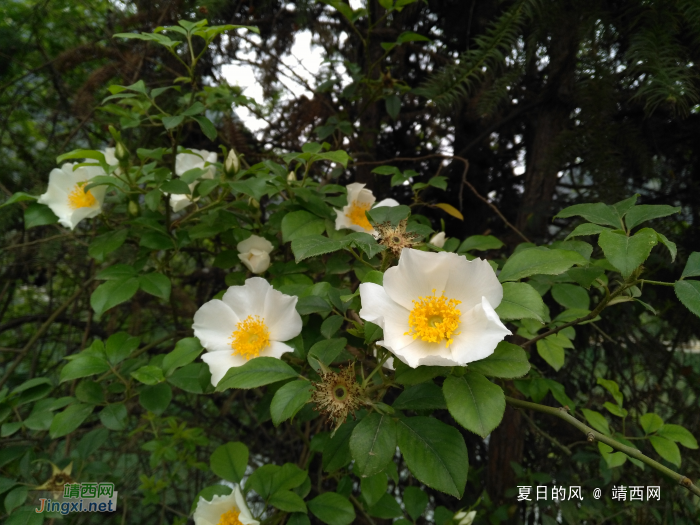 靖西人基本见过，猜猜这野花汉语学名叫什么？ - 靖西网