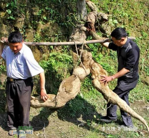 村民挖出250斤重肌肉男形葛根，这都成葛根精了。 - 靖西网