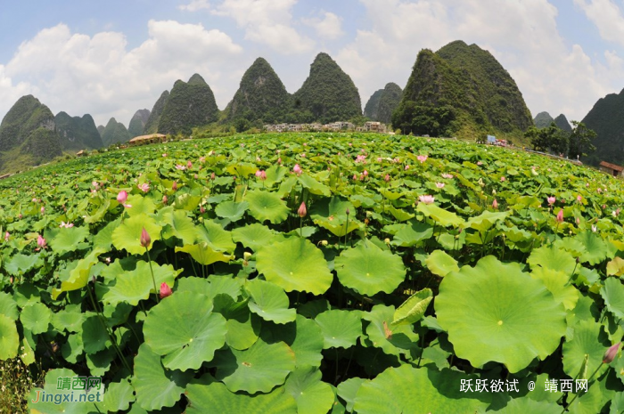 发现靖西之美，海量图片，很多视角都很新鲜！ - 靖西网 - 第4页