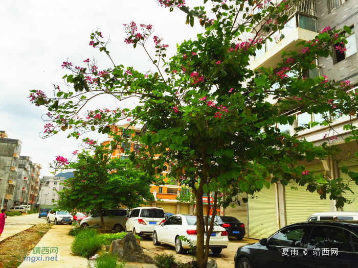 黄梅季节霏霏雨，夏深时令艳艳花。 - 靖西网