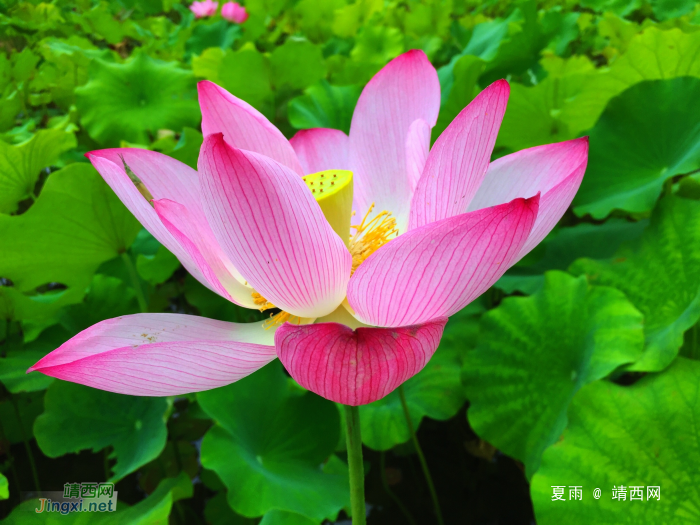 六月故里晴雨天，此时正好种夏田。雨飘禾色绿似染，日照荷花红如. - 靖西网