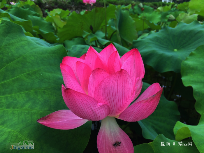 六月故里晴雨天，此时正好种夏田。雨飘禾色绿似染，日照荷花红如. - 靖西网