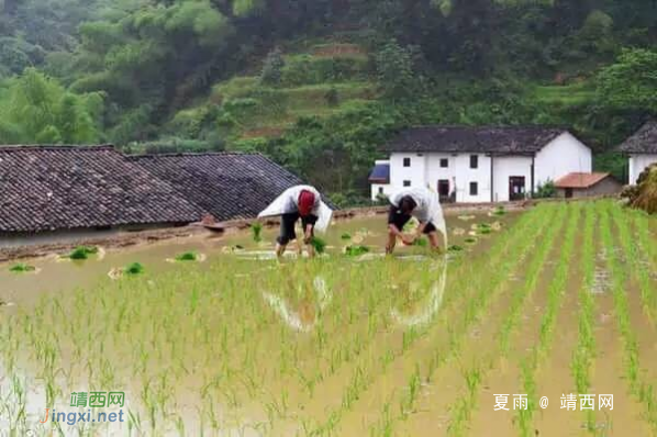 插田日当午，汗滴禾下土。谁知盘中餐，粒粒皆辛苦。 - 靖西网