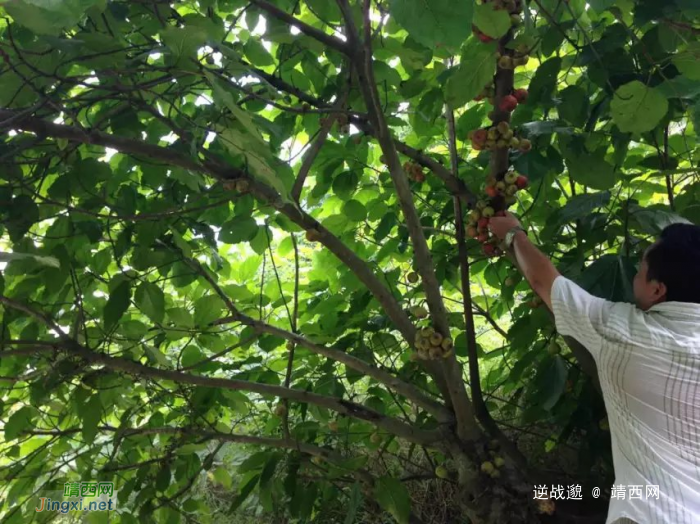 神奇的巴马，美丽的风景，跟神奇的靖西比怎么样？ - 靖西网